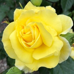 Meet your Posher, Tessie